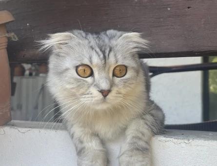 Scottish Fold Oğlumuza eş arıyoruz - Görsel 3