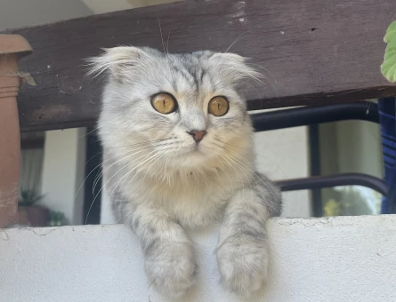 Scottish Fold Oğlumuza eş arıyoruz - Görsel 4
