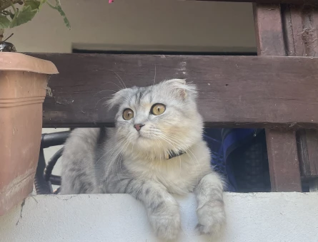 Scottish Fold Oğlumuza eş arıyoruz - Görsel 5