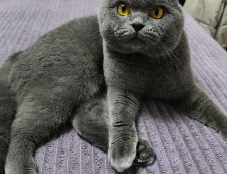 SCOTTİSH KEDİME EŞ ARIYORUM - 118985352