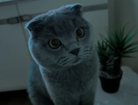 SCOTTİSH KEDİME EŞ ARIYORUM - Görsel 3