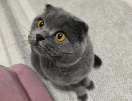 SCOTTİSH KEDİME EŞ ARIYORUM - Görsel 4