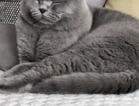 SCOTTİSH KEDİME EŞ ARIYORUM - Görsel 5