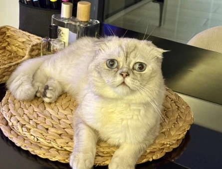 Behlül Scottish Fold Oğlumuza Eş Arıyoruz - Görsel 2