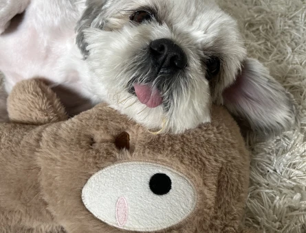 Erkek Shih Tzu Eş Arıyor - 118985340