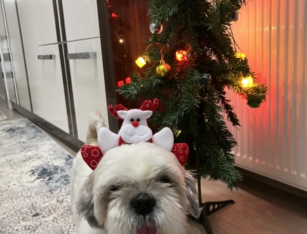 Erkek Shih Tzu Eş Arıyor - Görsel 3