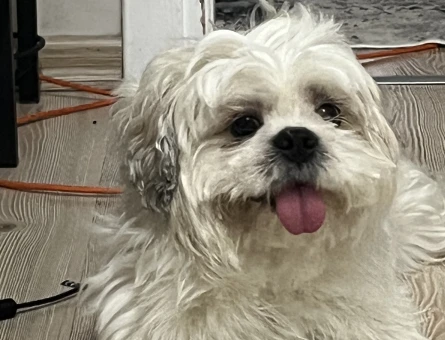 Erkek Shih Tzu Eş Arıyor - Görsel 4
