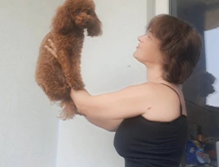 16 Aylık Toy Poodle Dişi Kızgınlıkta - 118985306