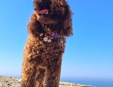 16 Aylık Toy Poodle Dişi Kızgınlıkta - Görsel 3
