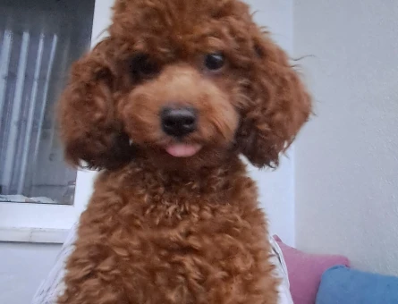16 Aylık Toy Poodle Dişi Kızgınlıkta - Görsel 4