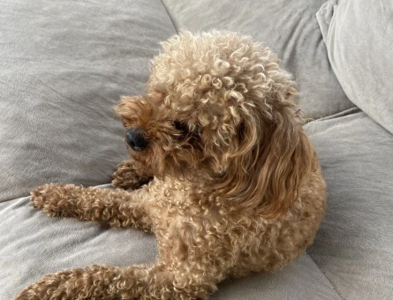 Dişi 1 Yaşında Toy Poodle Eş Arıyor - 118985311