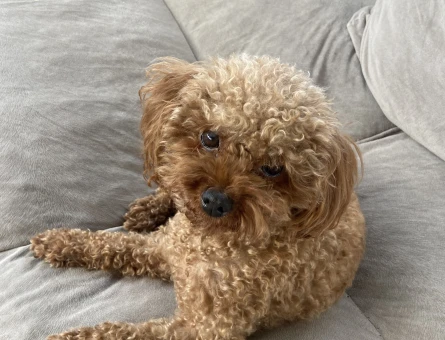 Dişi 1 Yaşında Toy Poodle Eş Arıyor - Görsel 3