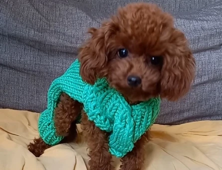 1.600 gr, Teacup Poodle Rolex Eş Arıyor! - 118985322