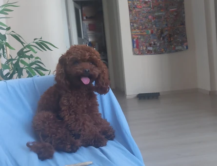 1600 gr Teacup Poodle Rolex Eş Arıyor - Görsel 4