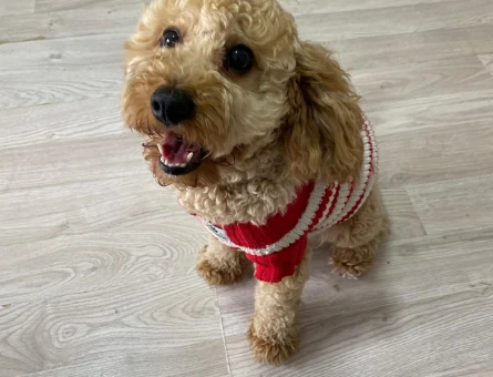 7 kg dişi Toy Poodle ım için eş arıyorum. - 118985356