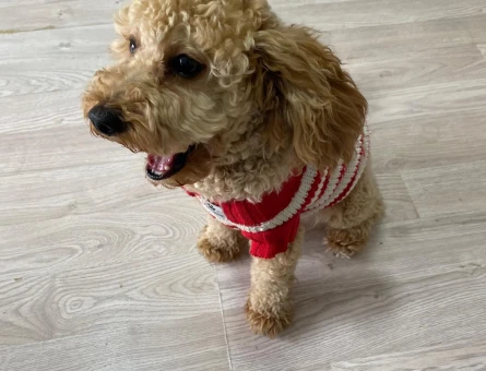7 kg dişi Toy Poodle ım için eş arıyorum - Görsel 3