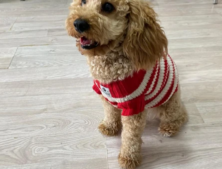 7 kg dişi Toy Poodle ım için eş arıyorum - Görsel 4