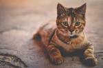 Y ile Başlayan Mitolojik Kedi İsimleri ve Anlamları