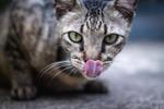Z ile Başlayan Türkçe Erkek Kedi İsimleri ve Anlamları