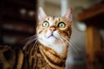 Z ile Başlayan Türkçe Dişi Kedi İsimleri ve Anlamları