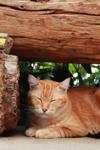 C ile Başlayan Türkçe Dişi Kedi İsimleri ve Anlamları