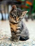 C ile Başlayan Yabancı Erkek Kedi İsimleri ve Anlamları