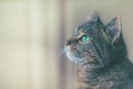 T ile Başlayan Yabancı Erkek Kedi isimleri ve Anlamları