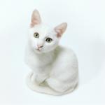 Ü ile Başlayan Türkçe Erkek Kedi İsimleri ve Anlamları