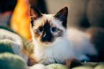 V ile Başlayan Türkçe Dişi Kedi İsimleri ve Anlamları