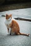 Y ile Başlayan Türkçe Erkek Kedi İsimleri ve Anlamları