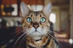 Y ile Başlayan Yabancı Erkek Kedi İsimleri ve Anlamları