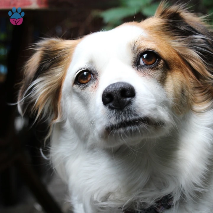 A ile Başlayan Yabancı Dişi Köpek İsimleri ve Anlamları