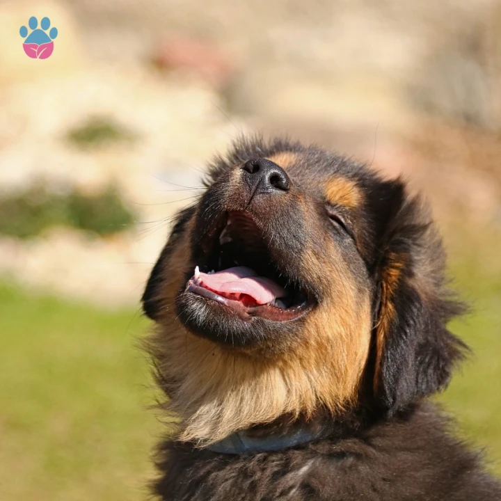 R ile Başlayan Yabancı Erkek Köpek İsimleri ve Anlamları