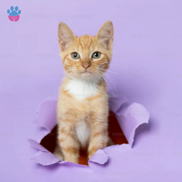 H ile Başlayan Türkçe Dişi Kedi İsimleri ve Anlamları