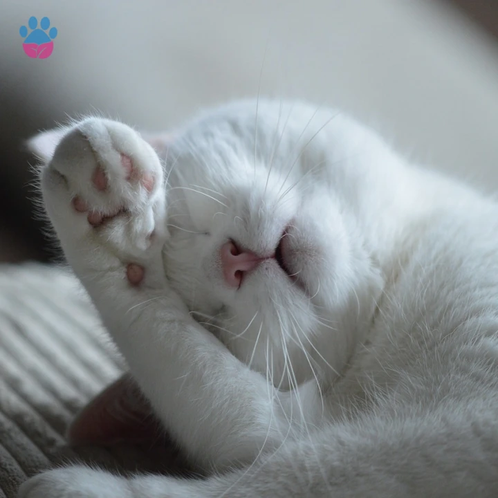 Ş ile Başlayan Türkçe Erkek Kedi İsimleri ve Anlamları