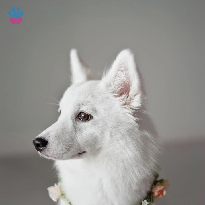 N ile Başlayan Ünlü İsimlerin Köpekleri ve Anlamları