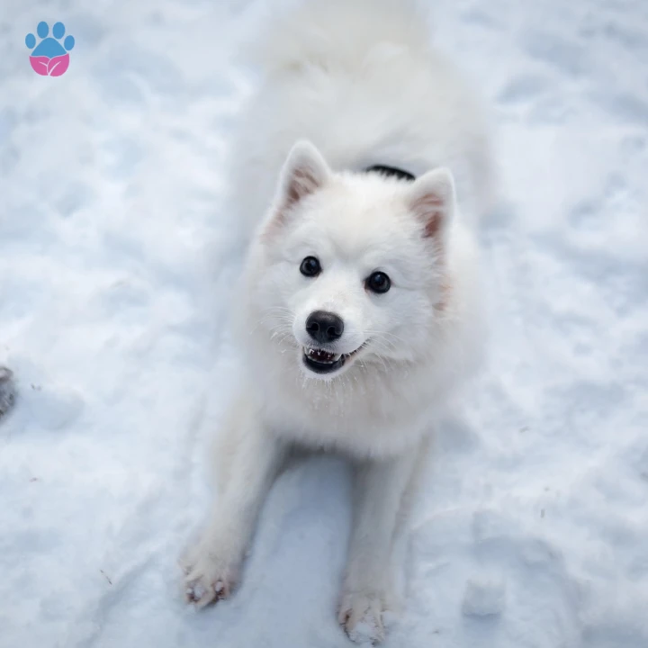 N ile Başlayan Türkçe Dişi Köpek İsimleri ve Anlamları