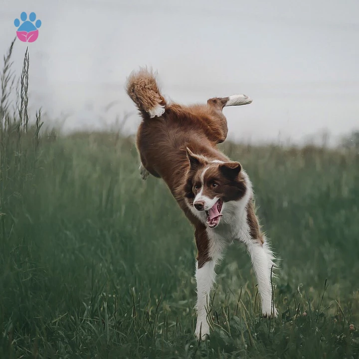 S ile Başlayan Yabancı Dişi Köpek İsimleri ve Anlamları