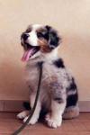 Y ile Başlayan Türkçe Dişi Köpek İsimleri ve Anlamları