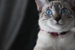 L ile Başlayan Türkçe Dişi Kedi İsimleri ve Anlamları