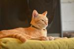 N ile Başlayan Yabancı Erkek Kedi İsimleri ve Anlamları