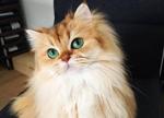 O ile Başlayan Türkçe Dişi Kedi İsimleri ve Anlamları