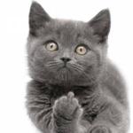 P ile Başlayan Yabancı Dişi Kedi isimleri ve Anlamları