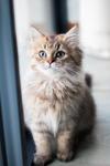 D İle Başlayan Türkçe Dişi Kedi İsimleri ve Anlamları