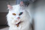 G ile Başlayan Türkçe Erkek Kedi İsimleri ve Anlamları