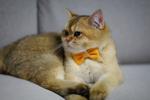 G ile Başlayan Türkçe Dişi Kedi İsimleri ve Anlamları