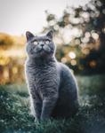 I ile Başlayan Türkçe Dişi Kedi İsimleri ve Anlamları