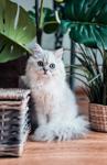 E ile Başlayan Yabancı Erkek Kedi İsimleri ve Anlamları