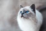 F ile Başlayan Türkçe Erkek Kedi İsimleri ve Anlamları