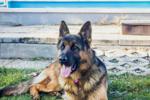 Ö  ile Başlayan Türkçe Erkek Köpek İsimleri ve Anlamları